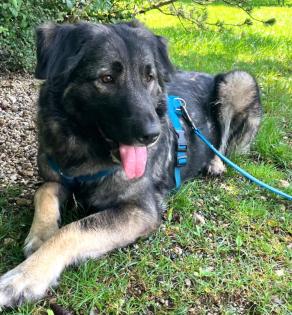 MILLA - Mix - 4 Jahre - Tierhilfe-Franken e. V.