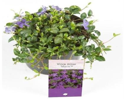 50 St Vinca minor blau immergrün Bodendecker Topfgr. 9 kostenloser versand