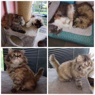 Reinrassige Perserkitten mit Nase
