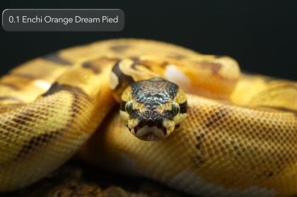 Diverse Pied / het. Pied Jungtiere suchen noch ein neues Zuhause