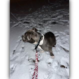 American Bully Hündin.