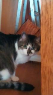 Katzen sucht neues Zuhause