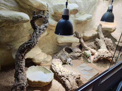 Bartagame m mit großem Terrarium Quarantäneterrarium inkl. Beleuchtung und viel Zubehör