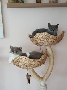 BKH Kitten reinrassig abholbereit