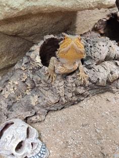 Bartagame m mit großem Terrarium Quarantäneterrarium inkl. Beleuchtung und viel Zubehör