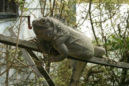 Griechische Landschildkröten Thb. un Thh. kleinbleibende Unterart aus dem westlichen Mittelmeerr
