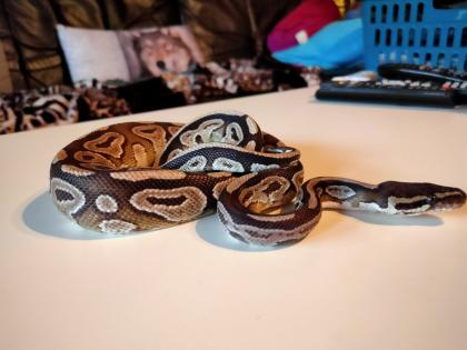 2 Köpy Mojave 1. 1 Inkl. Terrarium und zubehör