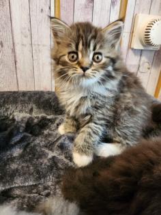 Maine Coon Perser Katze
