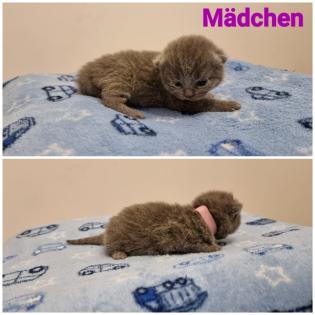 BKH Britisch Kurzhaar Kitten