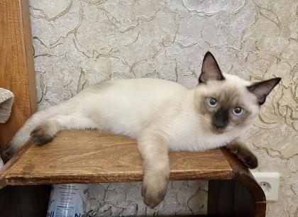 Mekong bobtail baby s suchen liebevolle Zuhause