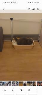 BKH Kitten aus Nürnberg