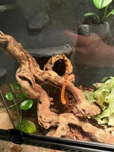 Kornnatter mit ExoTerra-Terrarium und Technik