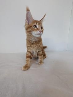 Maine Coon Kitten sofort abgabereit