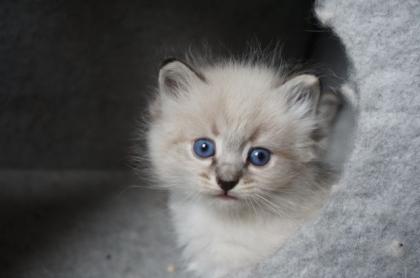 Neva Masquarade Sibirische Katze Kitten