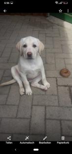 Verkaufe Labrador Welpen