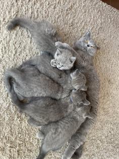BKH Kitten Britisch Kurzhaar Katzenbabys Kitten