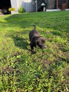 Hannoversche Schweisshund Mischlingswelpen