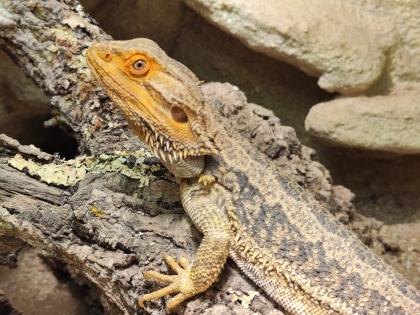 Bartagame m mit großem Terrarium Quarantäneterrarium inkl. Beleuchtung und viel Zubehör