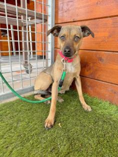 Noelani freundliche und spielafine Pinscher-Mischlingshündin