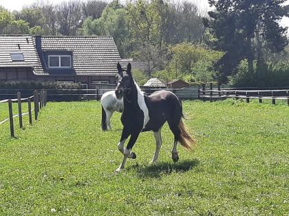 Friese x Pinto Mix sucht seinen Menschen