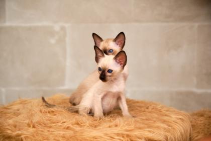 Siamkitten von unserer THAIMAHAL ENGEL in den Farben seal point und chocolate point
