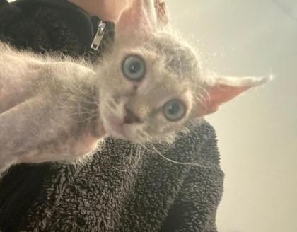 Sphynx Kitten männlich.
