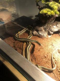 Thamnophis sirtalis parietalis 1. 0 2018