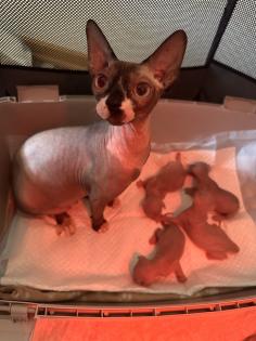 Sphinx kitten zu verkaufen
