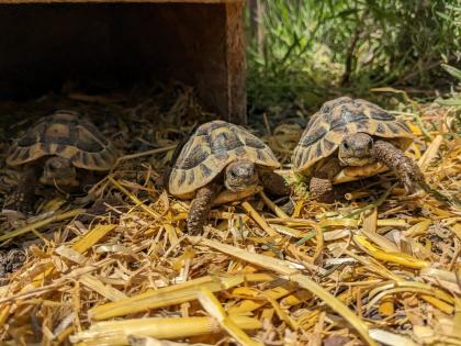 Griechische Landschildkröten Testudo hermanni Nachzuchten aus 2019 2021 und 2022