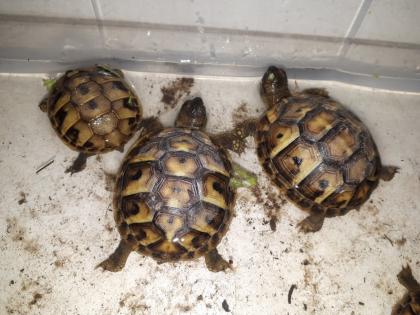 Griech. Landschildkröten THH NZ. 22 abzugeben