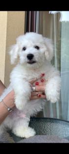 Bichon frise reinrassiger Welpe 6 Monate alt