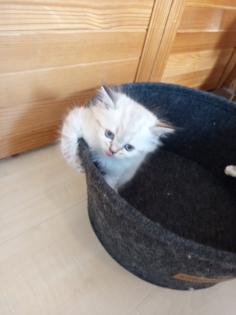 Kitten Heilige Birma