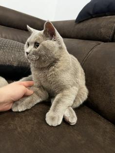BKH Kater 5 Monate alt mit Kratzbaumm und Katzenklo