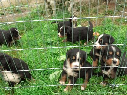 Berner Sennenhündin X Grosser Schweizer