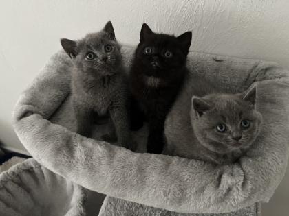 Bkh Kitten Verkauf weiblich