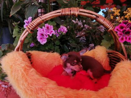 Süße Chihuahua-Welpen