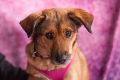 MALENA - Mischling - 4 Jahre - Tierhilfe-Franken e. V.