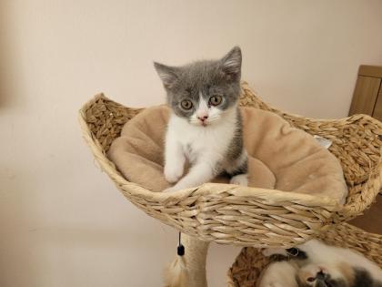 BKH Kitten reinrassig abholbereit