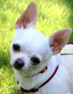 RAFI - süßer Chihuahua - 5 Jahre - Tierhilfe-Franken e. V.