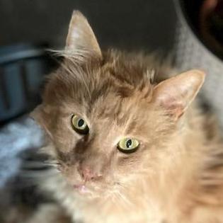GARFIELD - Maine Coon - NOTFALL - 12 Jahre - Tierhilfe-Franken e. V.