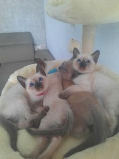 Tonkanesekitten Burma Siam
