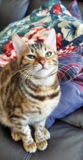 2 junge Bengal Mädchen suchen ein liebevolles zuhause