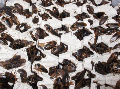 1/2 kg adulte argentinische Waldschaben Blaptica dubia 25 EUR