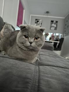 Bkh Katze und scottisch fold Kater suchen ein neues Zuhause