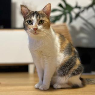 PIXI und BELLA- europäische Kurzhaar - 3 Jahre - Tierhilfe-Franken e. V.