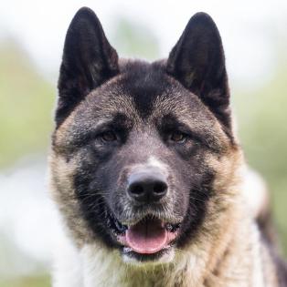 KENDO - American Akita - 3 Jahre - Tierhilfe-Franken e. V.