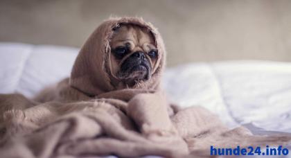Hundekrankenversicherung Für deinen treuen Begleiter