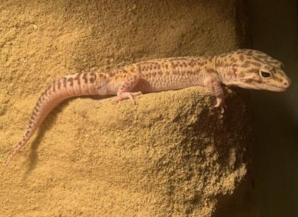 Leopardgecko Mack Snow Super Tremper eclipse männlich