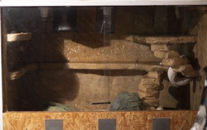 3 x Königspython Python Regius zu verkaufen