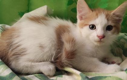 Verschmuste sehr anhängliche Main Coon Mix Babys